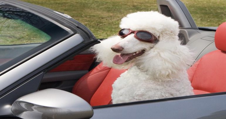بالفيديو: الكلاب يمكنها قيادة السيارة.. ولدينا الإثبات